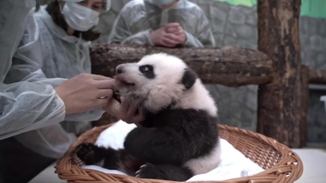 В Московском зоопарке специалист из Китая провел последний осмотр панды |  РБК Life