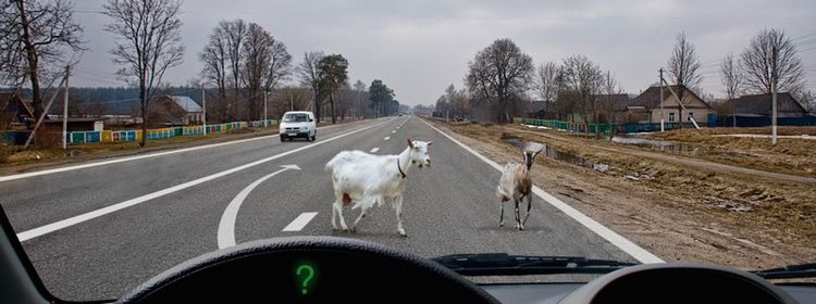 Билет № 26. Вопрос № 7. Какие световые сигналы Вы обязаны подать в данной ситуации?