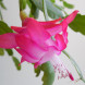 Шлюмбергера Cherry Rose