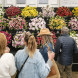 Выставка цветов RHS Chelsea Flower Show 2026 – Лондон, Великобритания