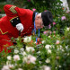 Выставка цветов RHS Chelsea Flower Show 2026 – Лондон, Великобритания