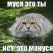 «Это не Муся, а Мануся» — вариант на созвучии с манулом