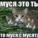 «Муся с мусятами» — милая версия мема