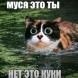 «Нет, это Куки» — просто другая кошка