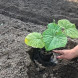 Как посадить рассаду тыквы в открытый грунт