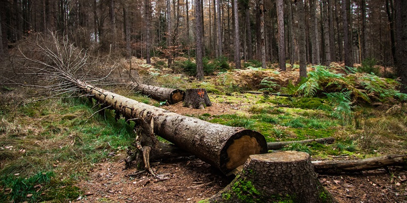 Фото: Shutterstock