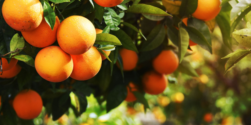 Фото: Shutterstock