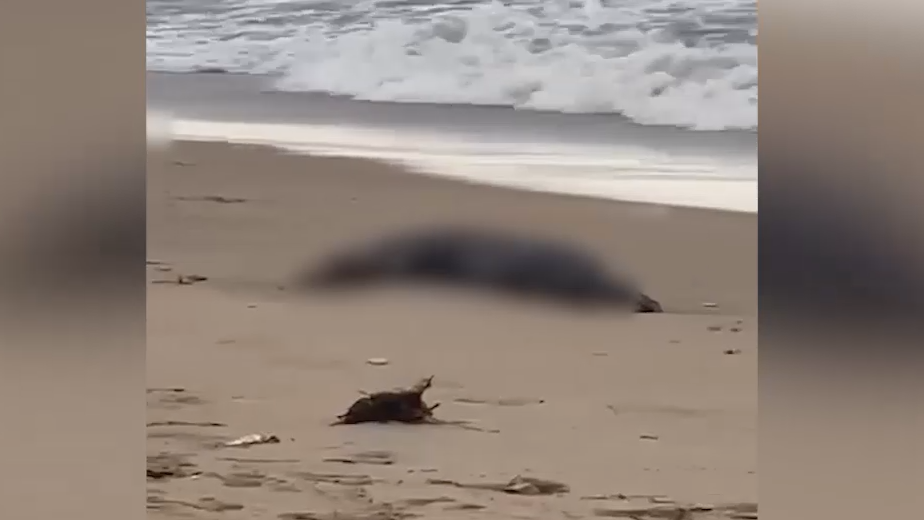 Туши 700 мертвых тюленей нашли на побережье Каспийского моря в Дагестане