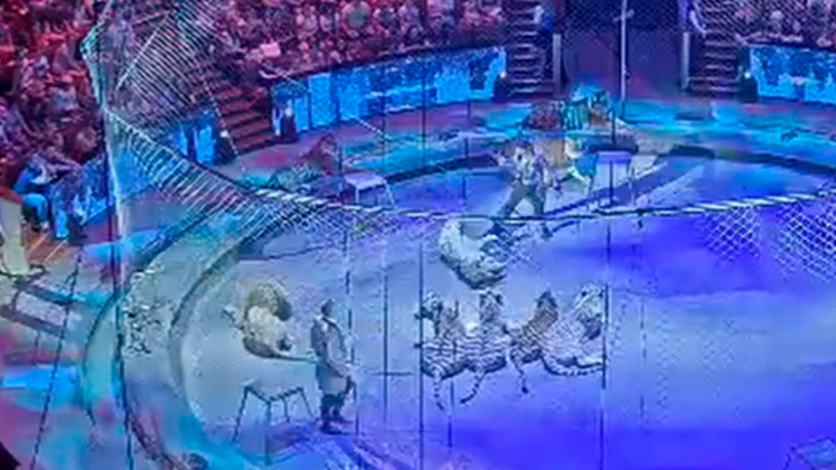 Видео: zapashny.ru / Instagram