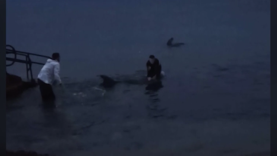 Прокуратура начала проверку из-за выброса дельфинов в Черное море
