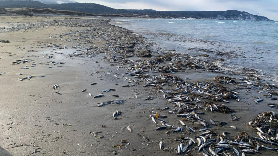 Как выглядят тысячи выброшенных морем на Сахалин мертвых сардин. Видео