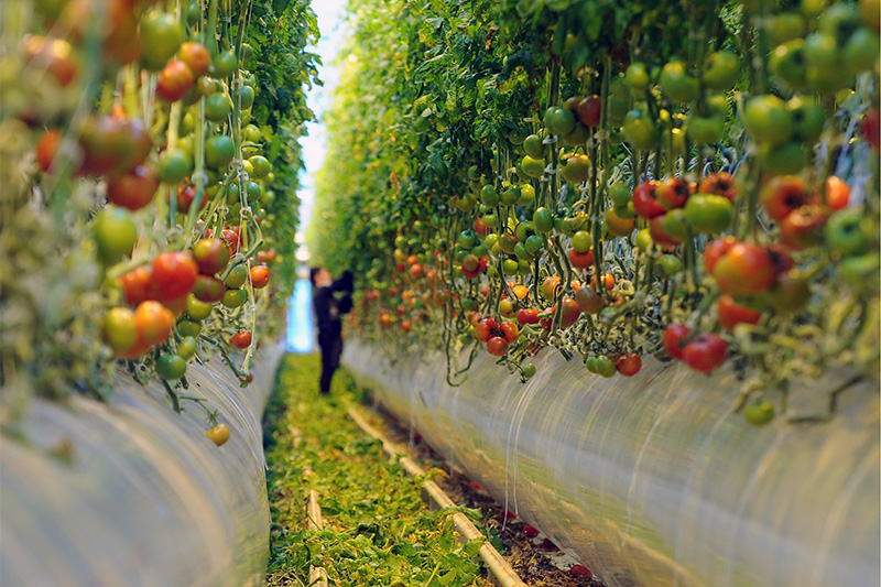 Овощевод в теплице по выращиванию томатов на комбинате «ЛипецкАгро» в городе Данков. Предприятие специализируется на круглогодичном выращивании овощей и зелени


