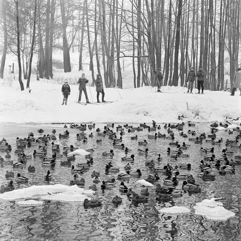 Утки в лесопарке «Кузьминки». 1983 год