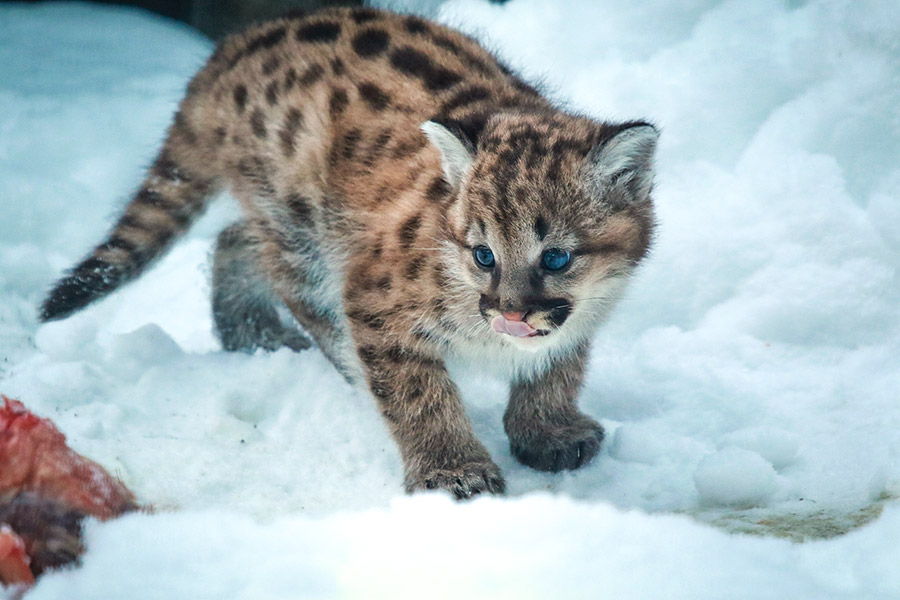 Фото: zoonovosib.ru