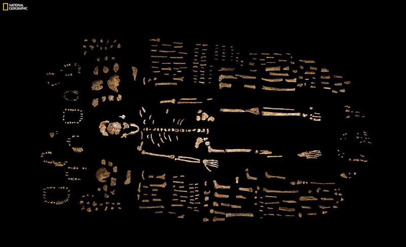 Каркас скелета Homo naledi, обнаруженный в пещерном комплексе Райзинг-Стар