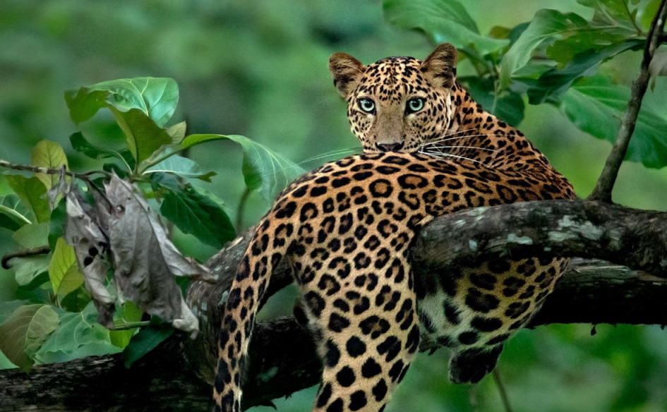 Фото: Discovery / Facebook