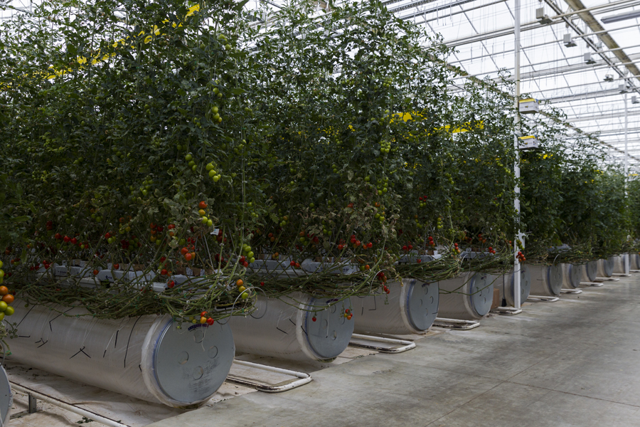 Куст помидоров за 11 месяцев роста достигает длины 15 м


