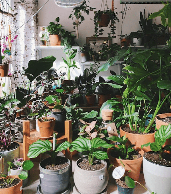 Фото: instagram.com / plantmemoscow