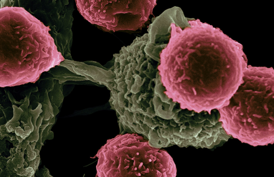 Фото: National Cancer Institute/Unsplash