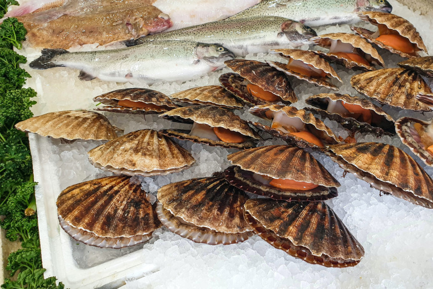 Камчатские гребешки — один из самых вкусных деликатесов