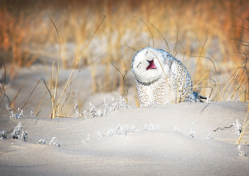 Фото: comedywildlifephoto.com