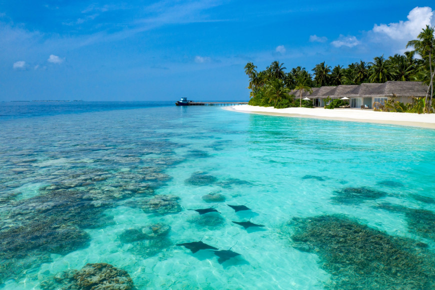 Скаты, проплывающие рядом с Baglioni Resort Maldives