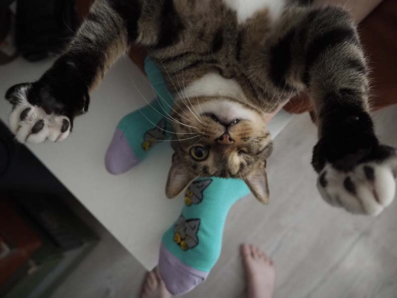 Проект St. Friday Socks «Мир, дружба, лапки!»