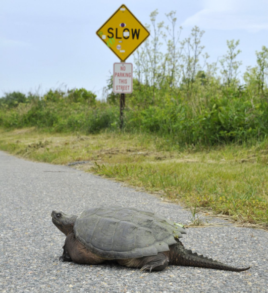 Фото: comedywildlifephoto.com