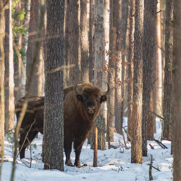 Фото: taiga_eco/instagram.com