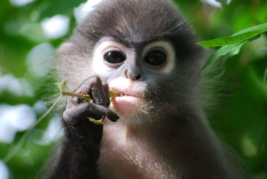 Фото: Gibbon Rehabilitation Project