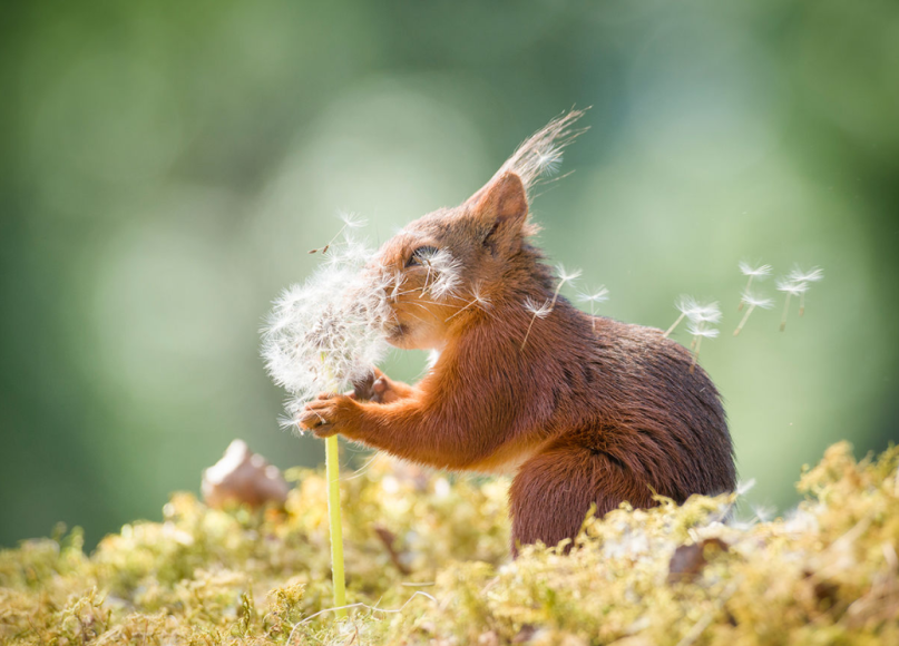 Фото: comedywildlifephoto.com
